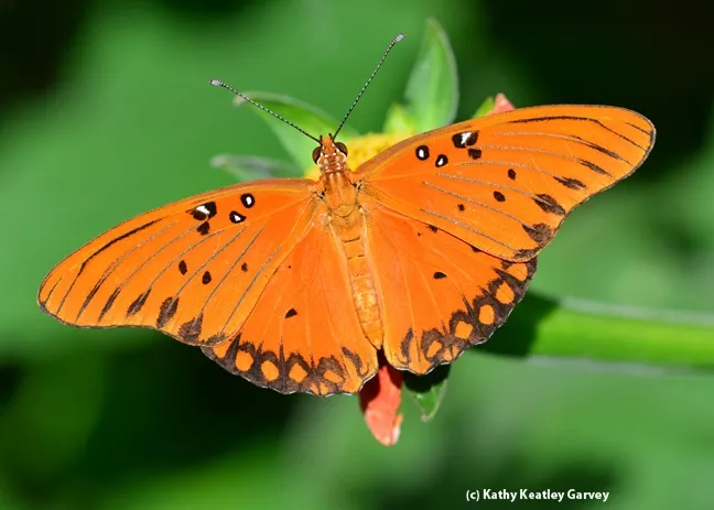 Gulf Fritillary (Agraulis vanillae) on Tithonia. (Photo by Kathy Keatley Garvey)