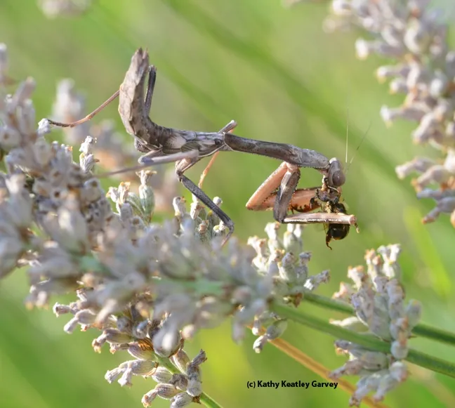 A camouflaged praying mantis dining on a bee. (Photo by Kathy Keatley Garvey)