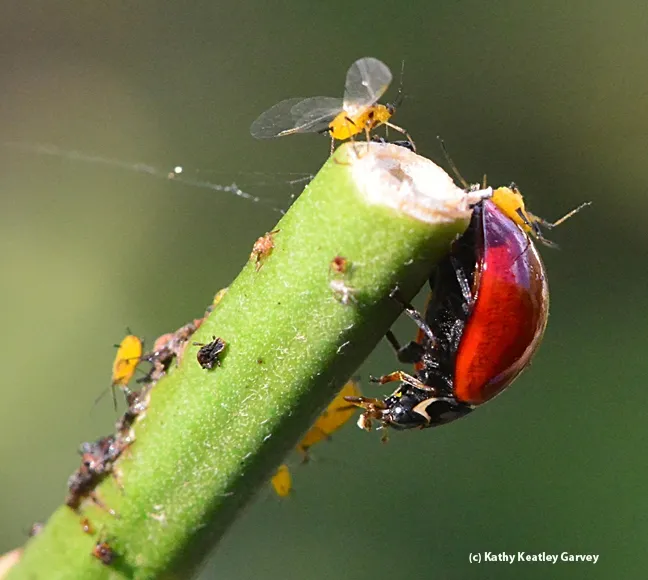 One on the back and one in the mouth. (Photo by Kathy Keatley Garvey)