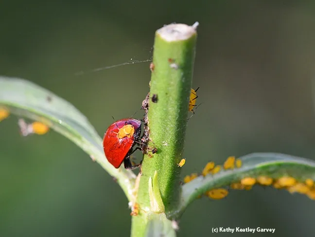 The oleander aphid maintains its hold on the back of its predator, a lady beetle. (Photo by Kathy Keatley Garvey)
