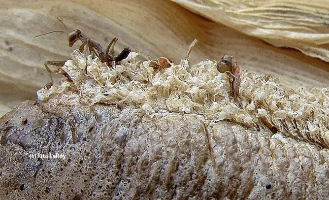 Close-up of praying mantids emerging from an ootheca. (Photo by Rita LeRoy)