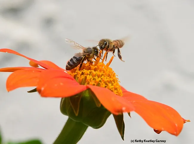 Share and share alike! (Photo by Kathy Keatley Garvey)