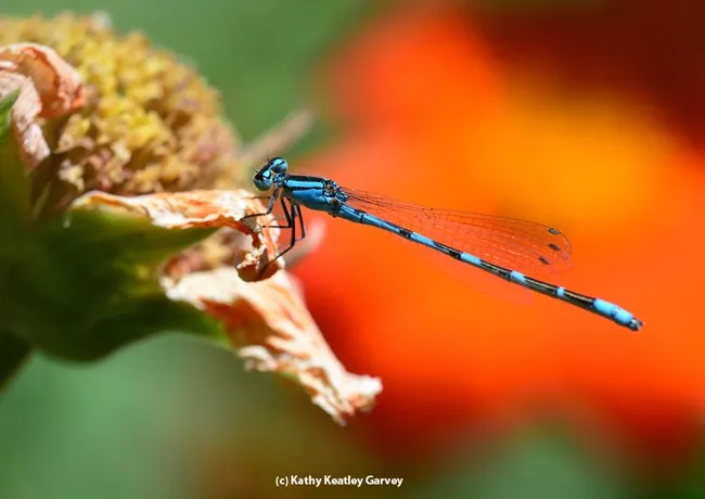 A male tule bluet on a fading Mexican sunflower blossom. (Photo by Kathy Keatley Garvey)