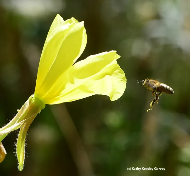 A honey bee prepares to visit another primose. Note the stringy mass of pollen hanging from her hind legs. (Photo by Kathy Keatley Garvey)