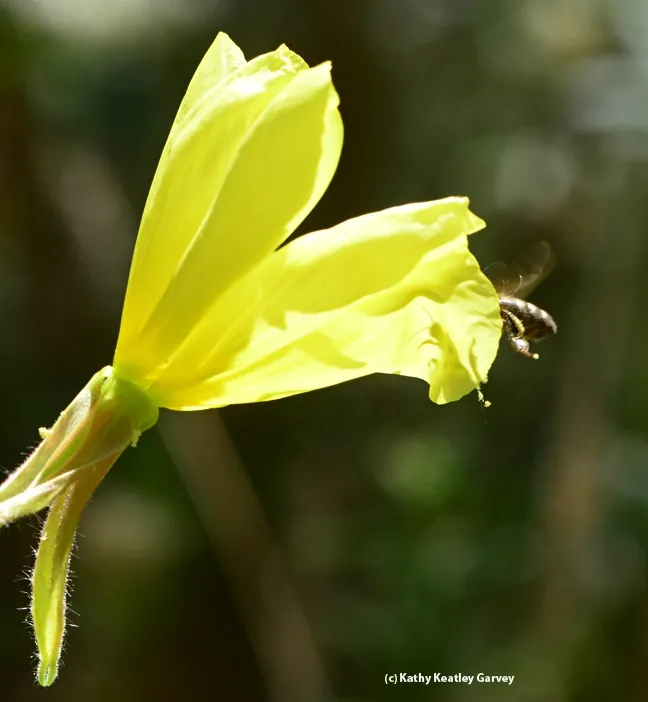 Almost in! Honey bee partially enters a primrose blossom. (Photo by Kathy Keatley Garvey)