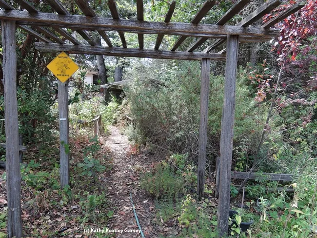 The paths are fun to explore. (Photo by Kathy Keatley Garvey)