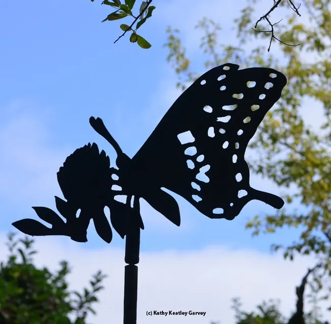 A metallic reminder that this is a butterfly garden. (Photo by Kathy Keatley Garvey)