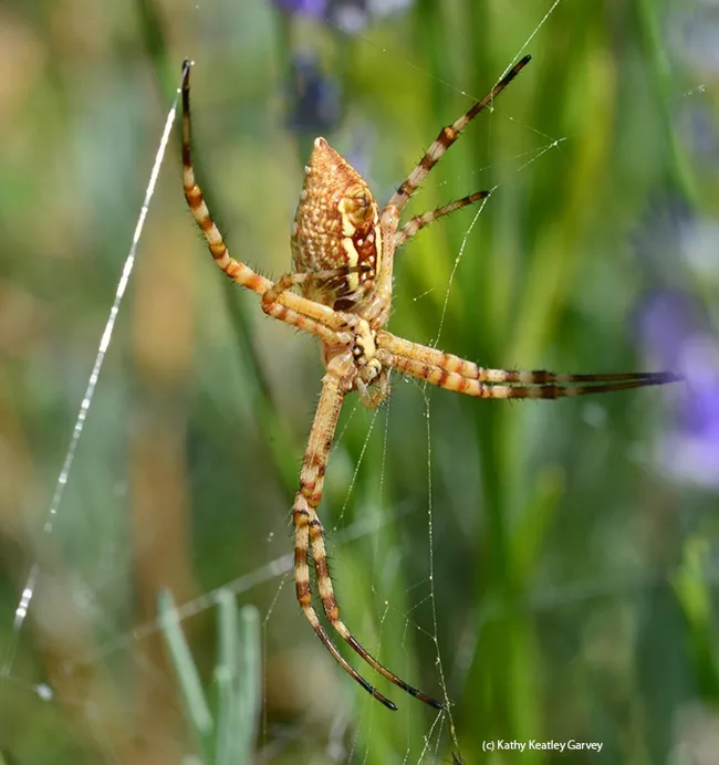 A banded garden spider (Argiope trifasciata)--as identified by UC Davis distinguished professor Art Shapiro--waits for prey. (Photo by Kathy Keatley Garvey)