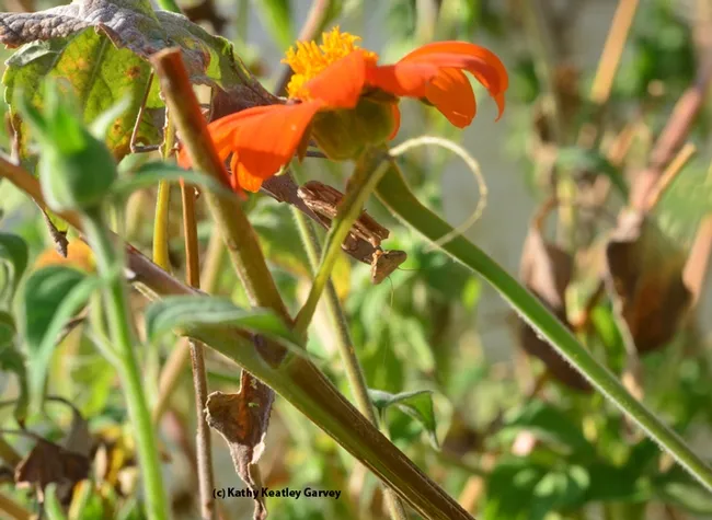 Dead Tithonia leaves camouflage this praying mantis. (Photo by Kathy Keatley Garvey)