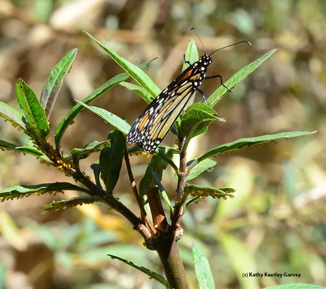 A monarch butterfly laying eggs on a scarlet milkweed. (Photo by Kathy Keatley Garvey)