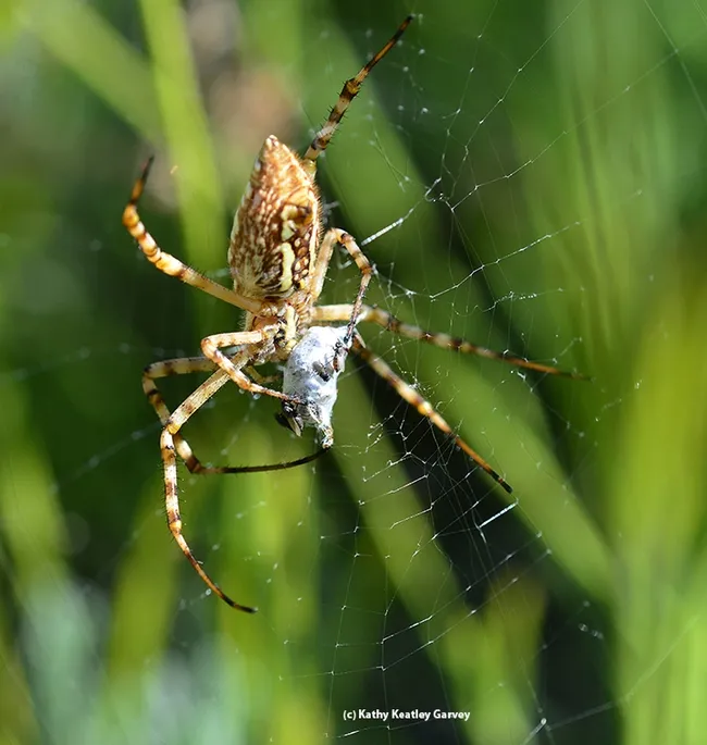 A banded garden spider (Argiope trifasciata) wraps a bee. (Photo by Kathy Keatley Garvey)