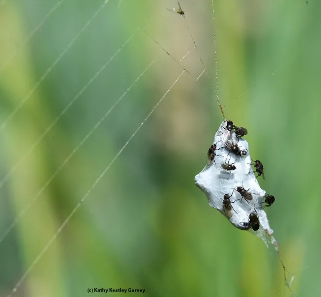 Freeloader flies, family Milichildae, gather around the abandoned prey. (Photo by Kathy Keatley Garvey)
