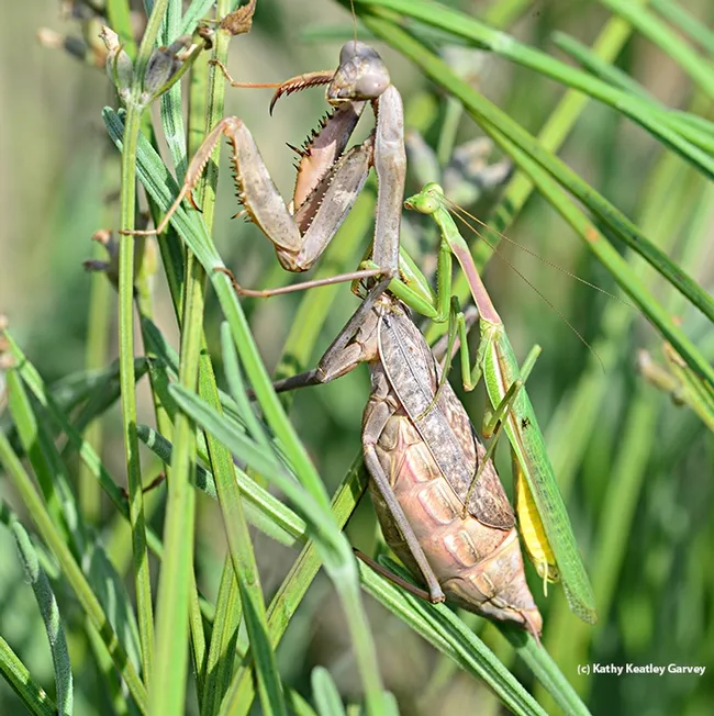 A mama-to-be and her handsome agile mate made quite a pair. (Photo by Kathy Keatley Garvey)