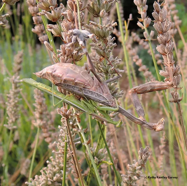Praying mantids in disguise. (Photo by Kathy Keatley Garvey)