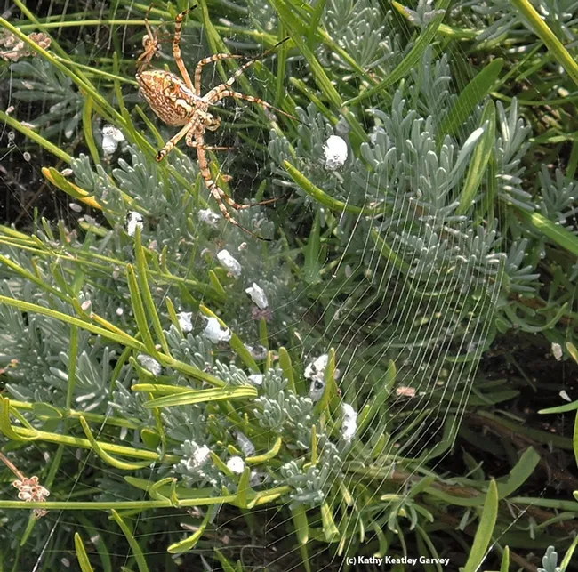 An intruder, a smaller spider (top), heads toward the resident spider. (Photo by Kathy Keatley Garvey)