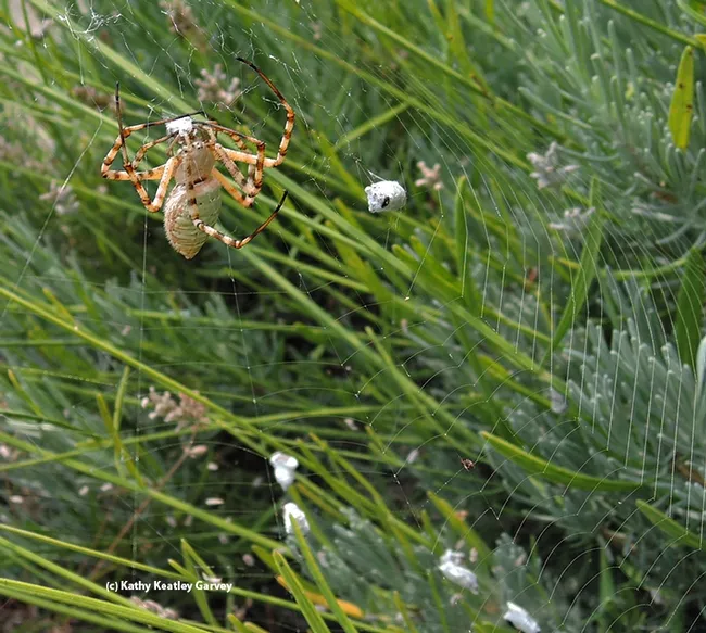 The intruder is toast--or a wrap. (Photo by Kathy Keatley Garvey)