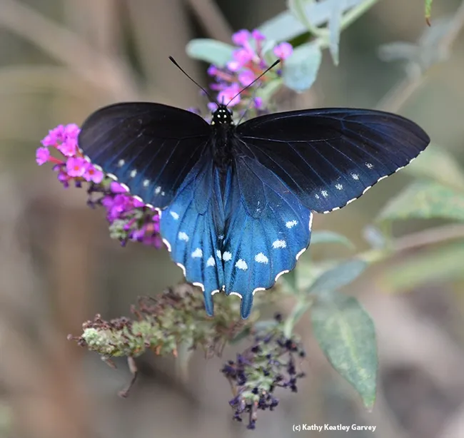 A pipevine swallowtail, Battus philenor, flashes its colors. (Photo by Kathy Keatley Garvey)