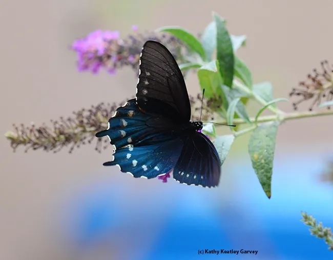 Black and blue on blue. (Photo by Kathy Keatley Garvey)