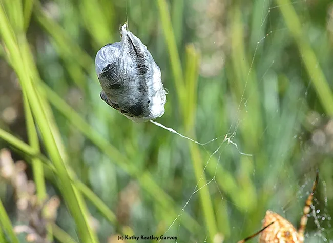 What prey is this? It appears to be a huge black bee, a female Valley carpenter bee. (Photo by Kathy Keatley Garvey)
