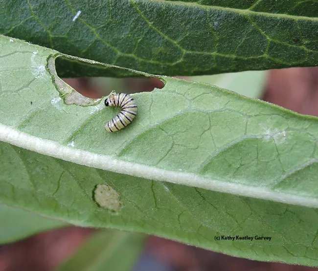 A very tiny caterpillar but it's big enough to start eating holes in the leaves. (Photo by Kathy Keatley Garvey)