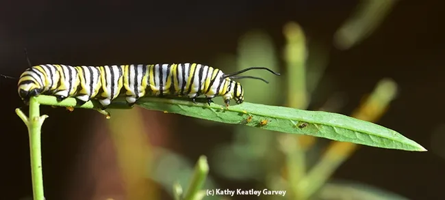A fifth-instar monarch caterpillar. (Photo by Kathy Keatley Garvey)
