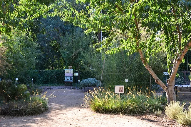 A view through Orchard Alley of the be garden. Orchard Alley includes almonds, plums and apples. (Photo by Kathy Keatley Garvey)