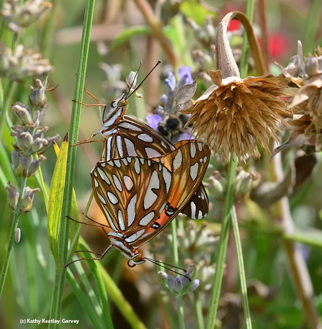 A honey bee "photobombs" the mating Gulf Fritillaries. The butterflies immediately flew away, still attached. (Photo by Kathy Keatley Garvey)