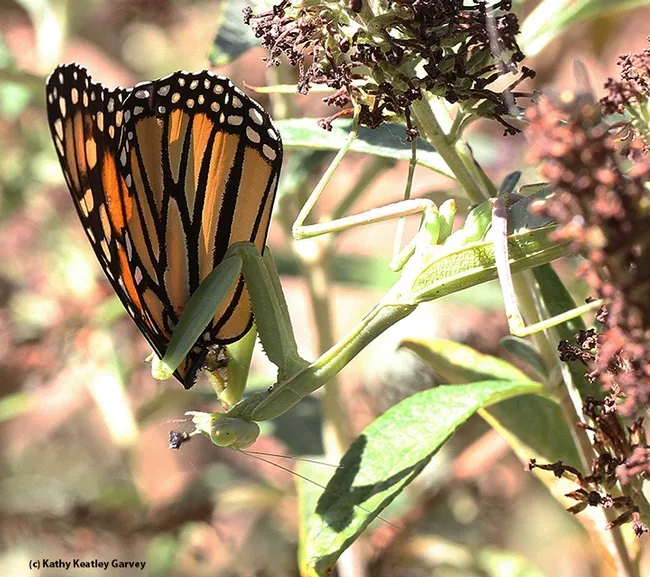 Close-up of the predator and the prey. (Photo by Kathy Keatley Garvey)