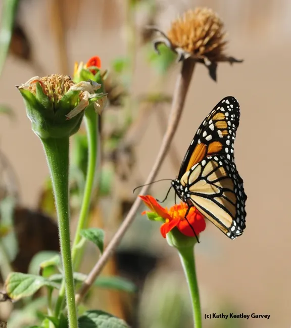 The monarch adjusts its position. (Photo by Kathy Keatley Garvey)