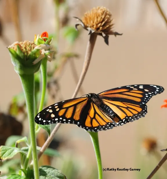 The majestic monarch in all its glory. (Photo by Kathy Keatley Garvey)