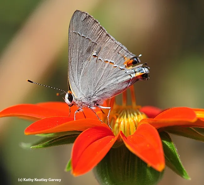 A common gray hairstreak, Strymon melinus, nectarine on a Mexican sunflower (Tithonia). Photo by Kathy Keatley Garvey)