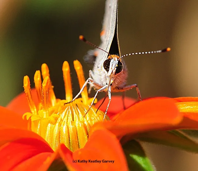 Check out the length of the proboscis on the gray hairstreak as it sips nectar. (Photo by Kathy Keatley Garvey)