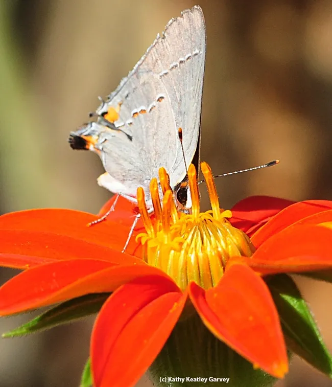 Peek-a-boo! A gray hairstreak peers at the photographer. (Photo by Kathy Keatley Garvey)