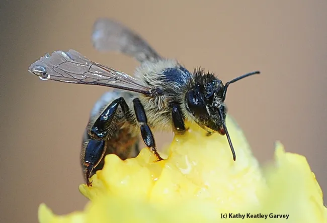 Honey bee caught in the storm attempts to dry off. (Photo by Kathy Keatley Garvey)