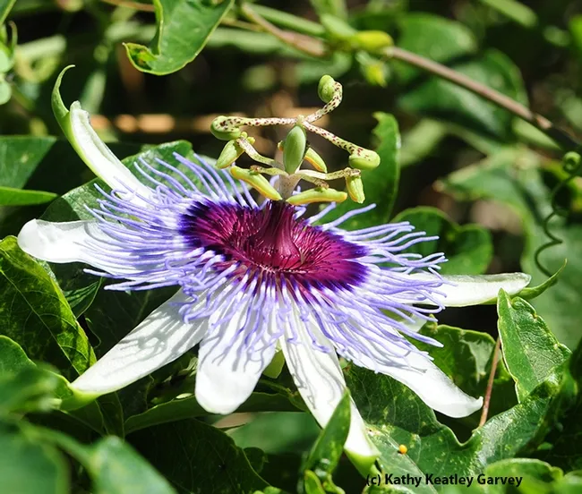 Close-up of a passionflower vine blossom. Passiflora is the host plant of the Gulf Fritillary. (Photo by Kathy Keatley Garvey)