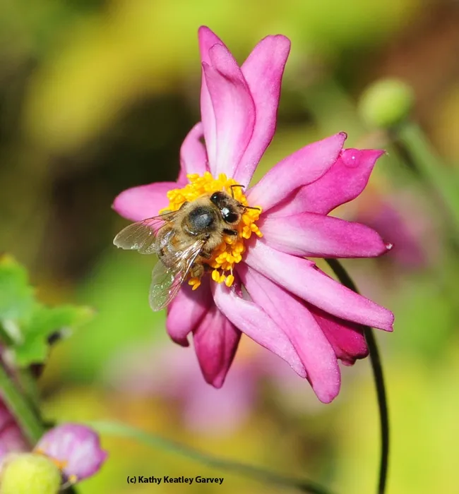 Ah, alone at last! (Photo by Kathy Keatley Garvey)