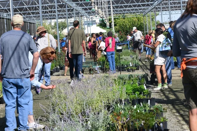 This was the scene at a recent UC Davis Arboretum Plant Sale. (Photo by Kathy Keatley Garvey)