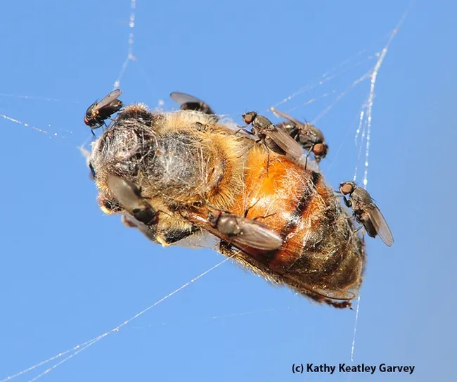 Freeloader flies, from family Milichiidae, crowd the carcass of a honey bee trapped in a web. (Photo by Kathy Keatley Garvey)