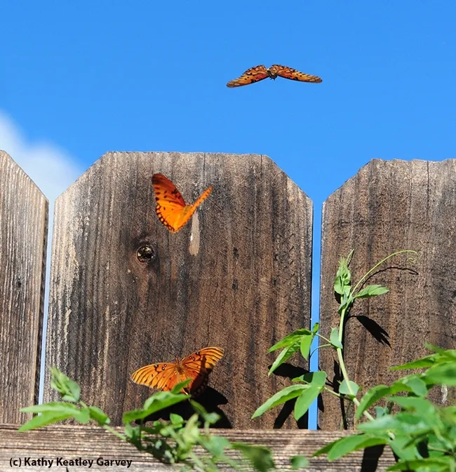 A trio of Gulf Fritillaries. (Photo by Kathy Keatley Garvey)