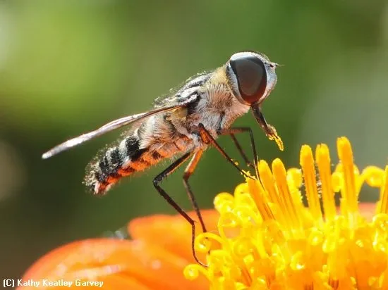 "Pollen Power": A robber fly with a trace of pollen. (Photo by Kathy Keatley Garvey)