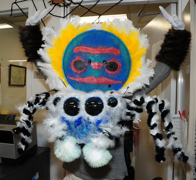 UC Davis entomology undergraduate student Wade Spencer practices his peacock jumping spider moves. (Photo by Kathy Keatley Garvey)