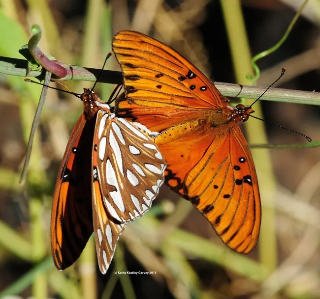 Gulf Fritillaries (Agraulis vanillae) mating on a passionflower vine. (Photo by Kathy Keatley Garvey)