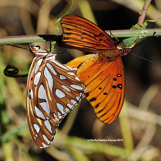 Mating of the Gulf Fritillaries resumes. (Photo by Kathy Keatley Garvey)