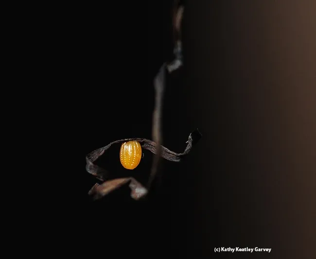 The tiny yellow egg of a Gulf Fritillary glows in the early morning sun. (Photo by Kathy Keatley Garvey)