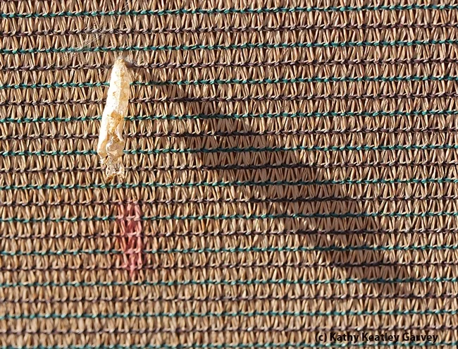 The empty chrysalis of a Gulf Fritillary hangs like a broken chandelier. (Photo by Kathy Keatley Garvey)