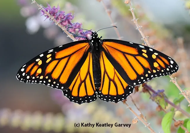 Monarch butterfly spreading its wings. (Photo by Kathy Keatley Garvey)