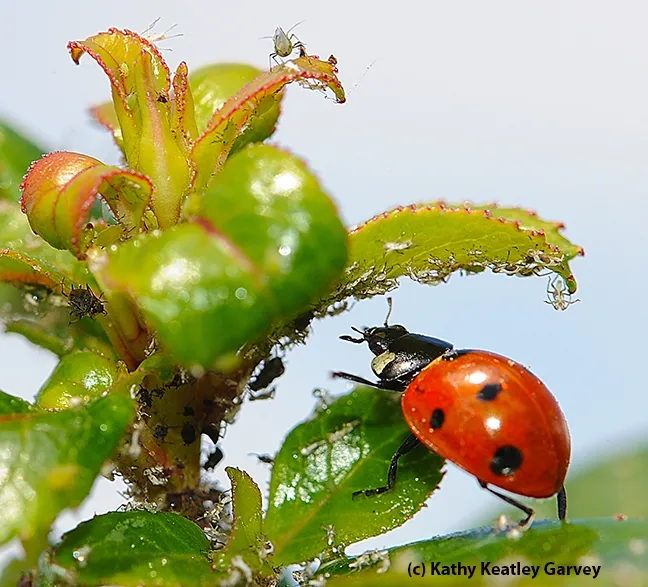 Lady beetle, aka ladybug, looks up at an aphid. (Photo by Kathy Keatley Garvey)