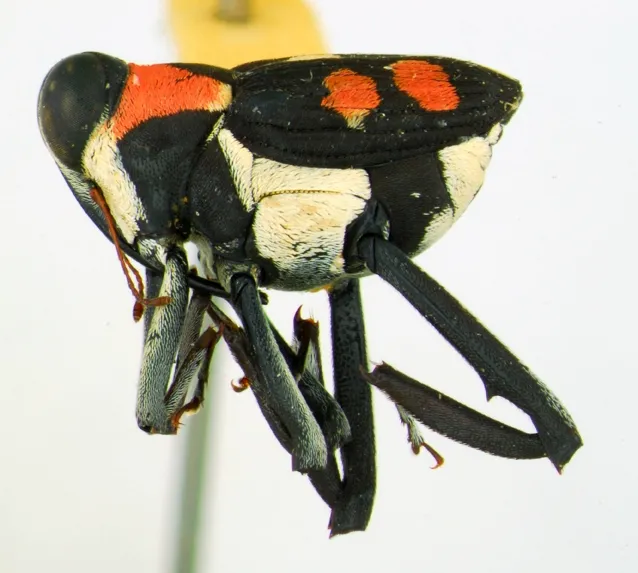 Thisi polka-dotted weevil needs a species name. It's in the genus Macrocopturus in the weevil family Curculionidae. (Photos courtesy of the Bohart Museum)