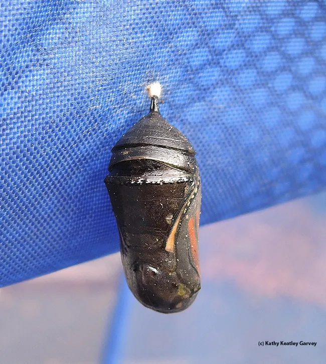 This monarch chrysalis, hanging outdoors in a hamper, is apparently not viable. It turned from jade green to back on Nov. 15. (Photo by Kathy Keatley Garvey)