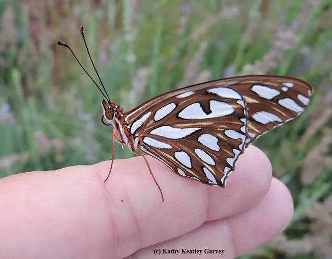 The newly eclosed Gulf Fritillary pauses before it takes flight. (Photo by Kathy Keatley Garvey)